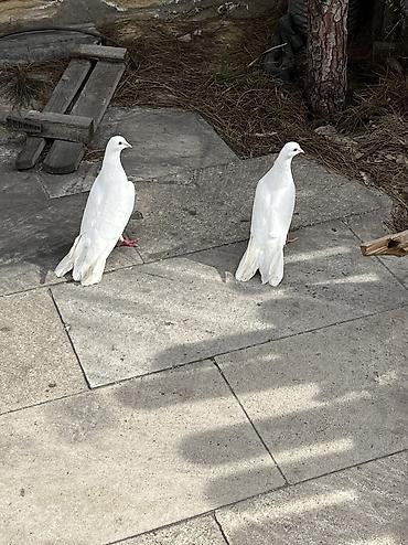 Göyərçinlər: Salam Aleykum Ağlar satilir .Şekil hərşeyi deyir nəsə yazmaqa ehdiyac — 4