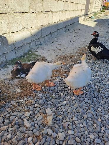 inek satislari: 15bala 2ay 15 20gunlukdu boyukdurler Lal ordekler 2dene ana satilir — 3