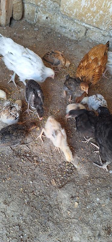 cücə satışı: Сhicks, Для мяса — 2