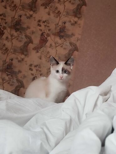 во сколько стерилизовать кошку: Кошка даром: Беспородная, 3 месяца, Мальчик, Приучена к лотку, Проглистована