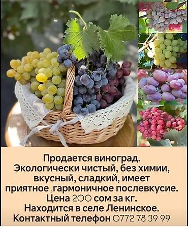 алоэ цветы: Виноград В розницу — 1
