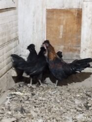 купить домашних курей: Продаю карликов, 2 курочки и петушок. 4х месячные