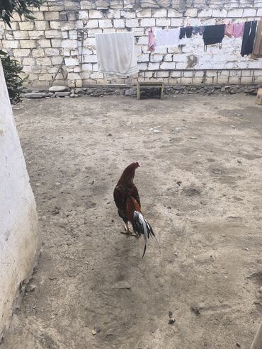 Kənd təsərrüfatı quşları: Xoruz, Heyratı, il: 1, Ünvandan götürmə, Pulsuz çatdırılma