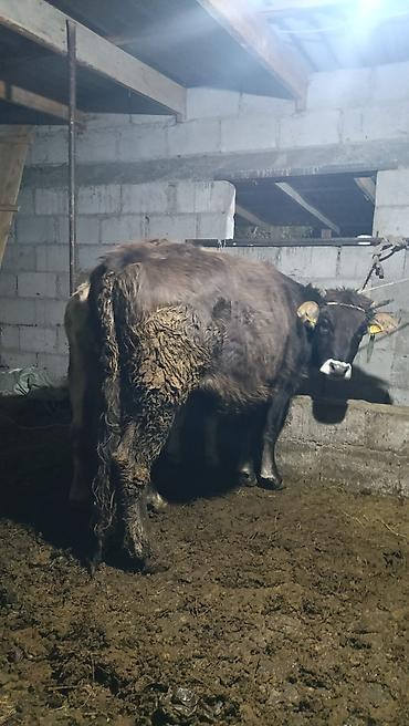 Продам с/х животных: Продаю | Корова (самка) | Для разведения | Привязанные — 1