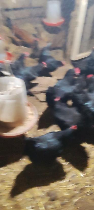 sumqayıtda cücə satışı: Xarkov və avustroluq yumurtalari satışı şeki 60 qəpik — 2