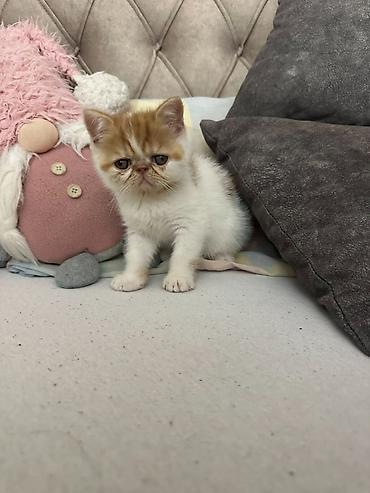 Mačke: Na prodaju mačići persijske egzotične (Exotic Shorthair) rase. Vrlo — 6