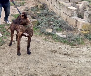 it aksesuarları: Pitbul, 1 il, Erkek, Peyvəndli, Ünvandan götürmə, Ödənişli çatdırılma