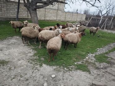 Qoyunlar, qoçlar: Salam. 17 baş heyvandı .2i balalıdı 4 ü tox boğazdı .4 ü orta yaşlıdı