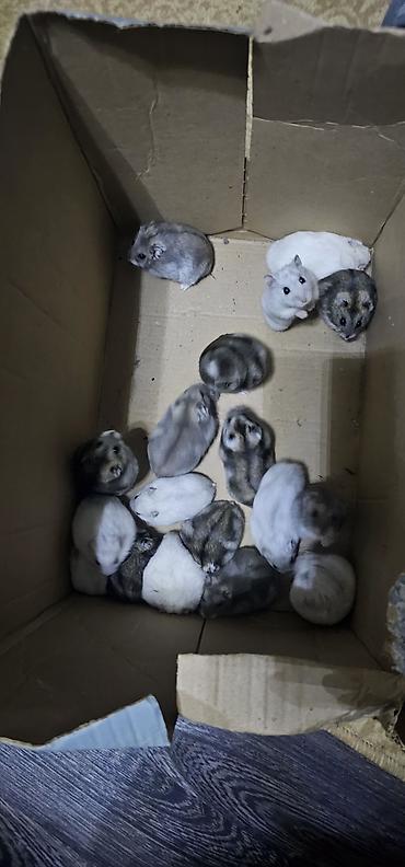 Gəmiricilər: Hamsterlər (Djungarian tipli) - Rənglər: ağ, boz və qarışıq naxışlı — 7