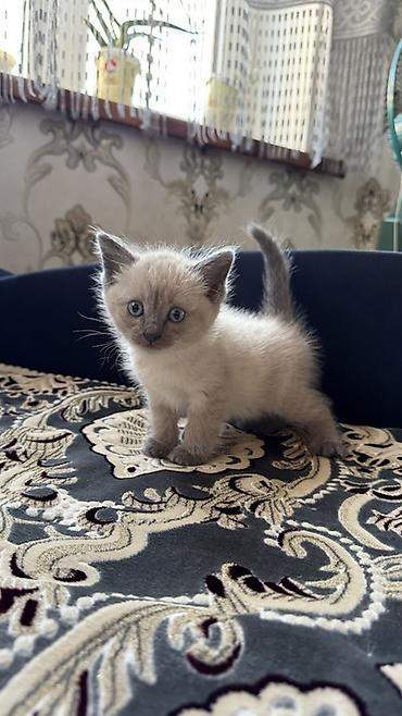 продаю пчёл: Рэгдолл, 1 месяц, Мальчик, Приучена к лотку — 4