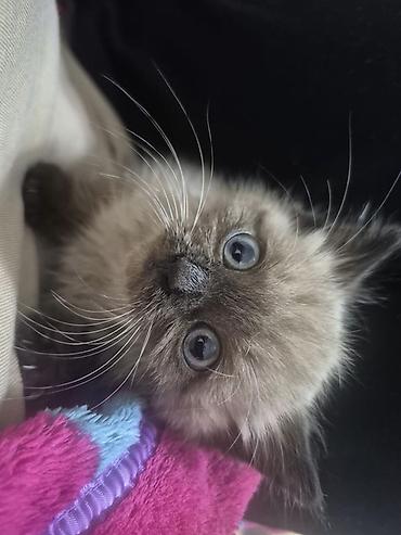 кошки коты котята: 2 месяца, Девочка — 2