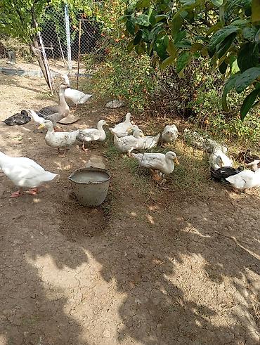 akvarium satisi: Münasib qiymətə ördəklər satılır — 2