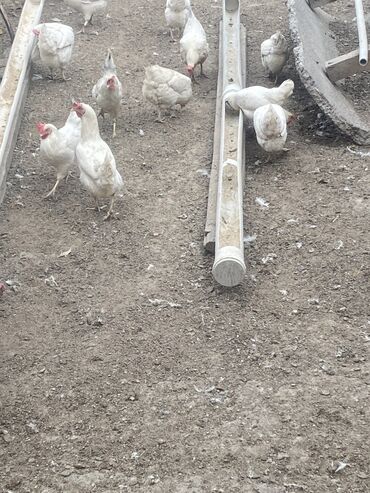 поставщики кормов для животных бишкек: Несушки куры 6 месячные уже несуться яйца