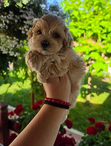 stenci maltezera: Savrseni maltipoo bebani spremni su za preuzimanje. Jako malog rasta — 4
