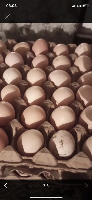 продаю дакан птиц: Продаю яйца 🥚 Адлер серебристый и на заказ