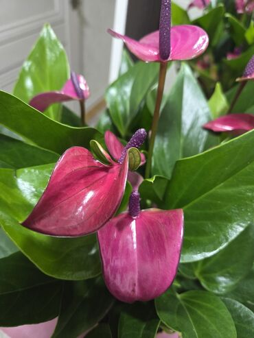 Антуриумы: Антуриум Андре — комнатное цветущее растение с глянцевыми — 1
