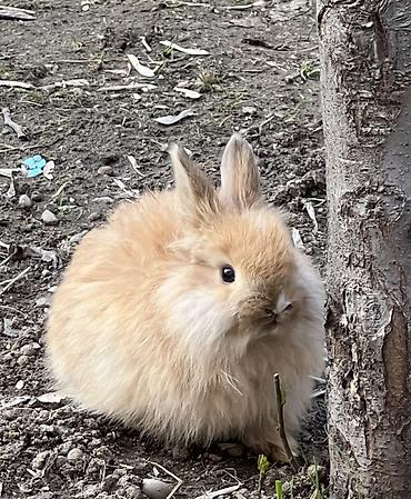 Декоративные кролики: Декоративные кролики (длинношёрстные, тип львиноголовый/карликовый) — 1