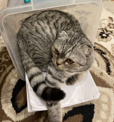 отдам даром вислоухого котенка: Мышык бекер берилет: Скотиш Фолд (Шотландиялык шалпаң кулак), 4 жаш, Ургаачы, Бычылган