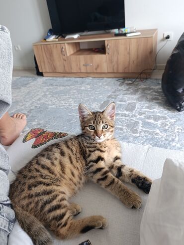 шотландская прямоухая кошка цена: Породасыз, 3 айлык, Ургаачы