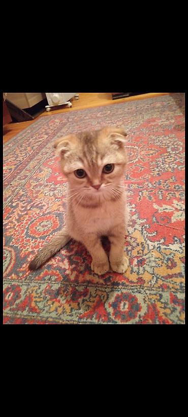 Pişiklər: Britan yastı qulaq, Erkək — 3