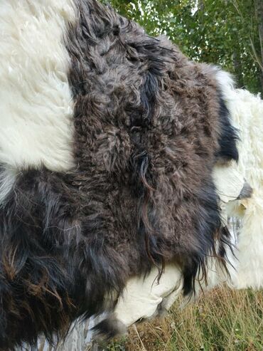 Ковры и паласы: Ковер Новый, Мех, Безналичная/наличная оплата at lalafo.kg — 10 Ковры и паласы: Ковер Новый, Мех, Безналичная/наличная оплата — 10