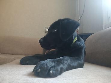 iri buynuzlu: Labrador-retriver, 6 ay, Dişi, Sənədli, Ünvandan götürmə — 4