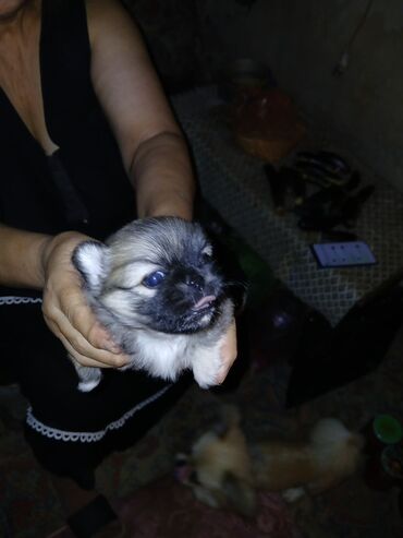 arpa toxumu satışı: Pekines, 6 ay, Erkek
