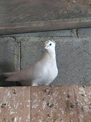 Другие с/х животные: Порода: СРОЧНО МОГУ ПРОДАТЬ ОПТОМ ЦЕНОЙ НЕ ОБИДЕМ декоративные голуби — 18