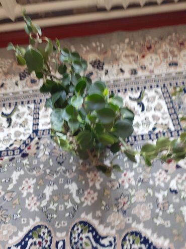 Замиокулькас (Долларовое дерево): Продаю комнатные цветы срочно только оптом цена договорная — 9