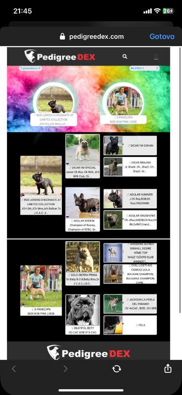 Psi: Dostupni vrhunski stenci francuskog buldoga- još dva dečaka i dve — 12