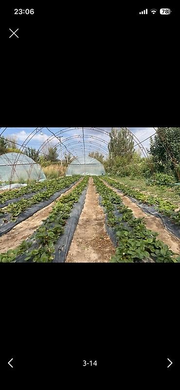 Теплицы: Тепличный комплекс каркасного типа - Арочные теплицы на металлическом — 3