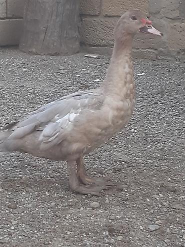 sabuncu toyuq bazari 2022: Erkek ordekler 30 man . aglar (pekin) biri 8 man. diri cekileri 1kg — 4