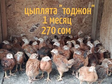 рабочая собака: Продаю | Цыплята | Для разведения