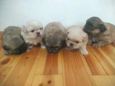 it sahibləndirilir: Pekines, 1 ay, Erkek, Pulsuz çatdırılma, Ödənişli çatdırılma, Rayonlara çatdırılma