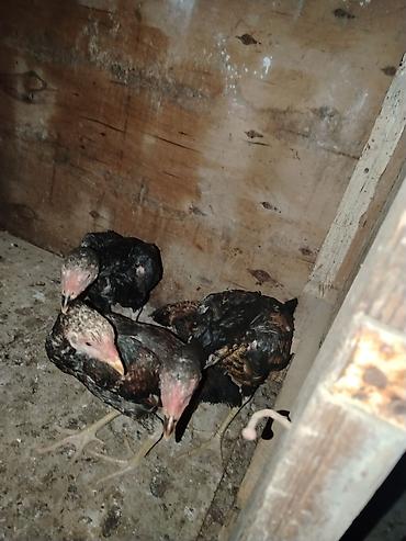 тап аз птицы: Сhicks, Для разведения — 7