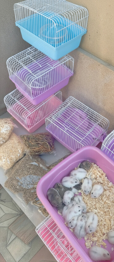 Gəmiricilər: 2cunqarik 1qəfəs üstündə vitaminli yem,quru yonca,apilka hədiyyə cəmi -da lalafo.az — 1 Gəmiricilər: 2cunqarik 1qəfəs üstündə vitaminli yem,quru yonca,apilka hədiyyə cəmi — 1