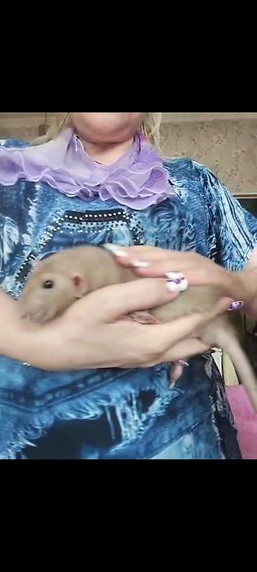 Крысы: Питомник крыс Rat Haus Love . Предлагает пару молодых крыс . Мальчик — 21