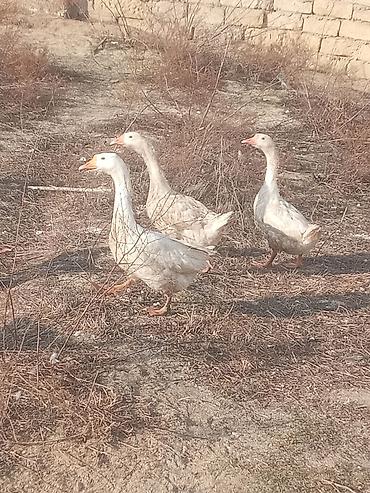 Qazlar: Dişi, Damazlıq, Ünvandan götürmə — 8