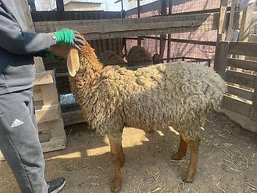 Баран, овца: Продаю | Овца (самка), Ягненок | Для разведения | Матка — 6