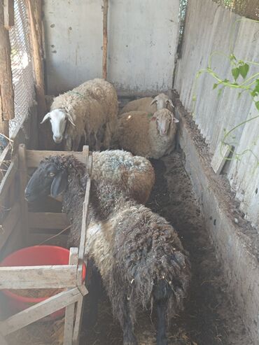 альпийская коза: Продаю | Овца (самка), Ягненок, Баран (самец) | На забой | Ярка