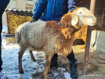 Бараны, овцы: Продаю | Баран (самец) | Арашан | Для разведения | Осеменитель