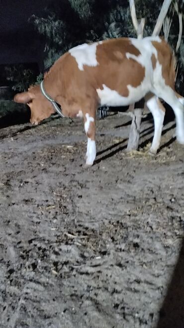 Inəklər, öküzlər: Məhsul: İnək (iribuynuzlu heyvan) Xüsusiyyətlər: - Rəng: Ağ-krem — 5