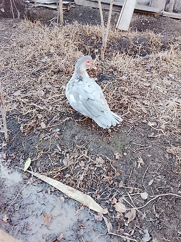 Ördəklər: Salam heyvanlar kom satilir 5feredi 1de erkey yumurtaya hazir -da lalafo.az — 20 Ördəklər: Salam heyvanlar kom satilir 5feredi 1de erkey yumurtaya hazir — 20