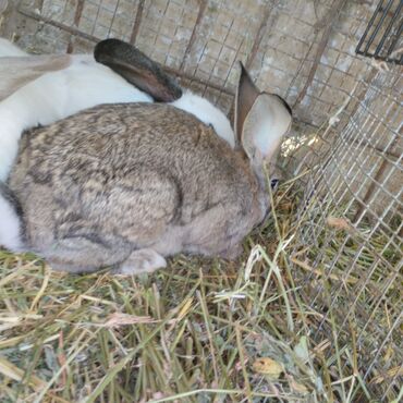 домик для кролика: Продаю | Крольчата | Белый великан | Для разведения