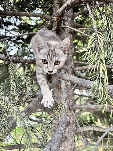 котята черные: 2 месяца, Девочка — 6