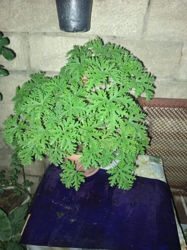 Otaq bitkiləri: Satışda müxtəlif saksı bitkiləri dəsti - Xrizantema (çəhrayı — 10