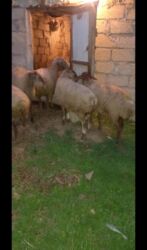 cins inekler azerbaycanda: 17 bas qoyun.içinde qoçuda var şəxsi damazliğ cavan heyvanlardi