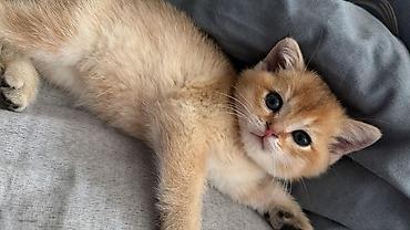 Pişiklər: Şotland — 6