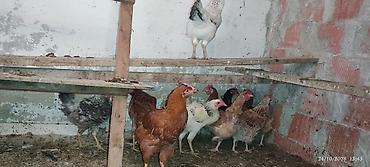 ev qusdari: Toyuq, Yumurtalıq — 4