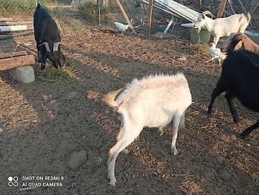 heyvan alqi satqisi: Super damazlıq heyvanların satışı var.kimə maraqlıdır büyüsün.ana bala — 5